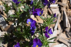 DAILY ANNOUNCEMENTS 6-27-2018