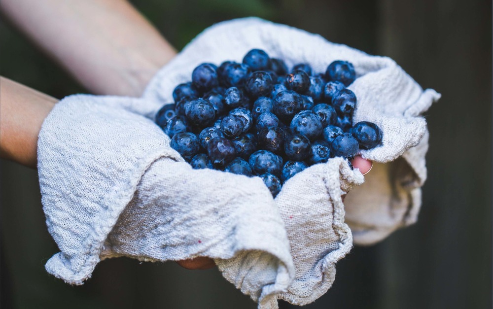 Hands holding blueberries