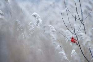 Snow Storm Coming?