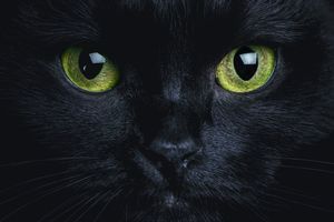 Black Cats on Halloween